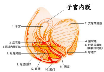 子宫内膜厚度多少最适宜移植