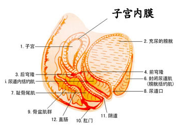 造成子宫内膜薄的原因有哪些